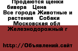 Продаются щенки бивера › Цена ­ 25 000 - Все города Животные и растения » Собаки   . Московская обл.,Железнодорожный г.